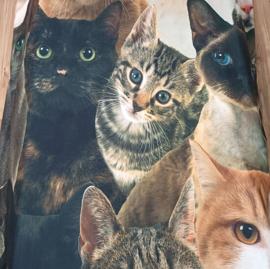 Ágynemű szett Cats
